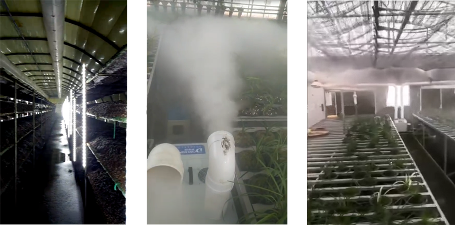 Mushroom cultivation.png